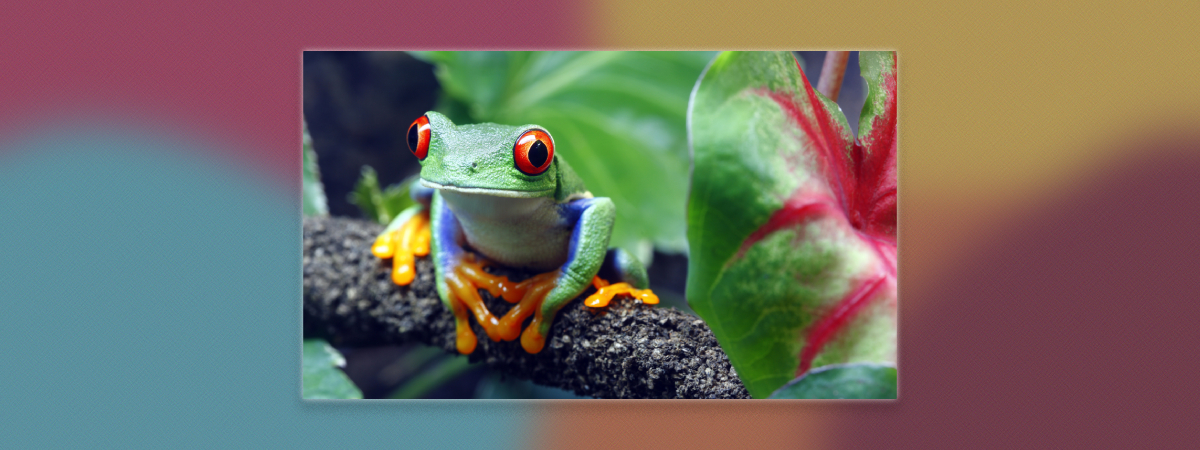 IMG-BLOG