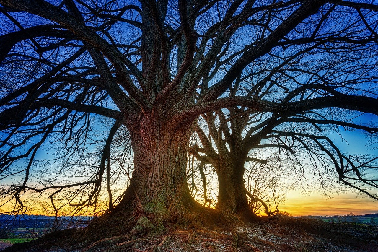 IMG-BLOG
