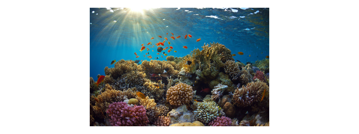 IMG-BLOG