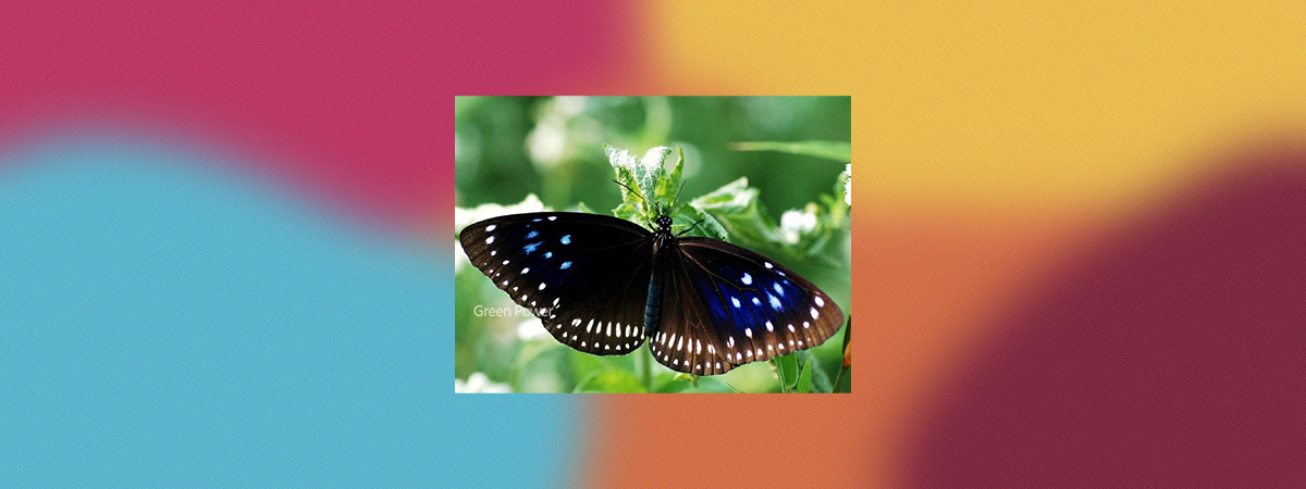 IMG-BLOG