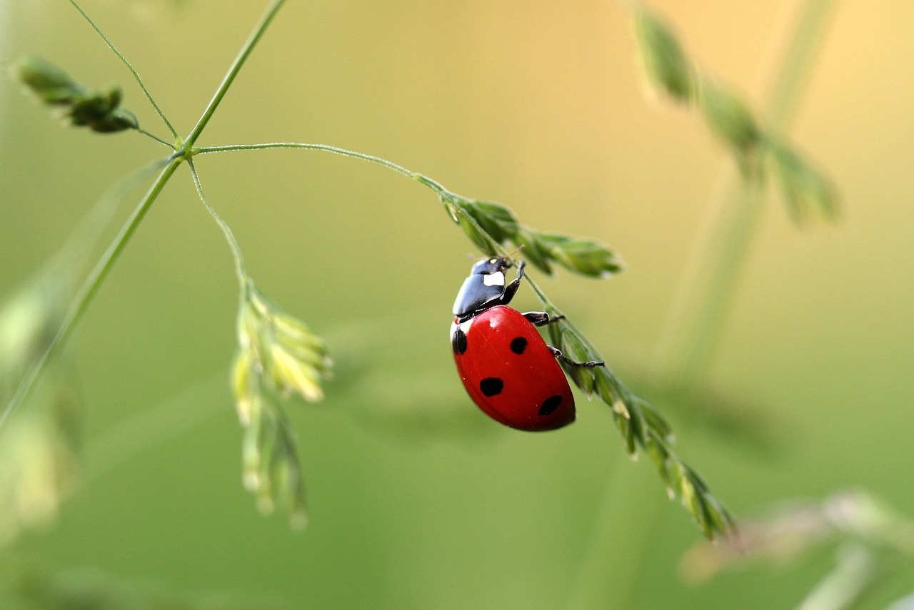 IMG-BLOG